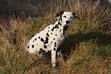 DALMATIEN 403